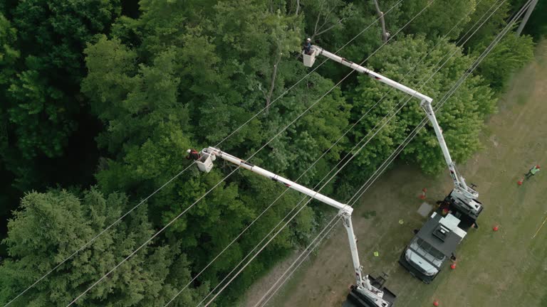 Best Hazardous Tree Removal  in Lincolnshire, IL